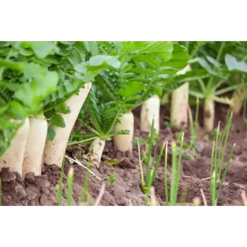 Fresh Radish
